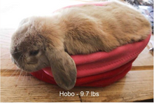 Load image into Gallery viewer, Cuddle pods
